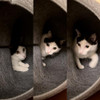 Nickoow Cat Donut Tunnel Bed for Indoor Toys Peekaboo Cave Cat B0C6D3GS5K New