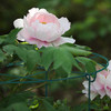 CEED4U 12 Pack Peony Plant Support Cage, Grow Through, 16 x 24 Inches, Green New