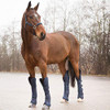 HORZE Horse Shipping Boots Set of 4 - Peacoat Dark Blue - Pony New