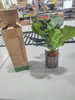SAROSORA ARTIFICAL FICUS FREE 17 IN. OFFICE INS STYLE (GREEN, 1) - GREEN/GRAY
