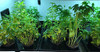 King Creek Farms 1020 Plant Trays for Seedlings Microgreens, 5 Pack New