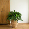 Nearly Natural 48 in Artificial Boston Fern Hanging Plant (Set of 2) New