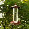 Glass Hummingbird Feeder, Elegant Copper New