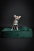 NOAH & PAW DOG BED 28X23X11 IN ORTHOPEDIC BEDS EGGSHELL FOAM INFUSED - GREEN