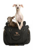NOAH & PAW DOG CAR SEAT BOOSTER FOR SMALL DOGS & CATS UNDER 25LB, CANVAS - GRAY