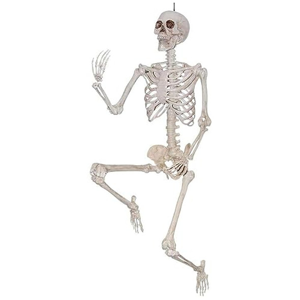 SUNSTAR INDUSTRIES 5FT POSABLE SKELETON FULL BODY SSI-46804 - WHITE