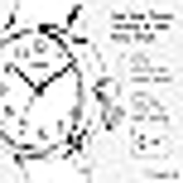 Timex Unisex Collegiate Recruit 38mm Watch - GA Tech Yellow Jackets Black New