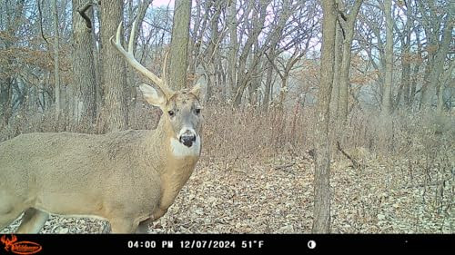 WILDGAME INNOVATIONS INSITE-V 2-PACK CELLULAR TRAIL CAMERA 20 MP 80FT - GRAY