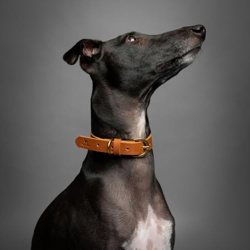 NOAH & PAW DOG COLLAR FOR MEDIUM DOGS, GENUINE LEATHER MEDIUM DOG COLLAR