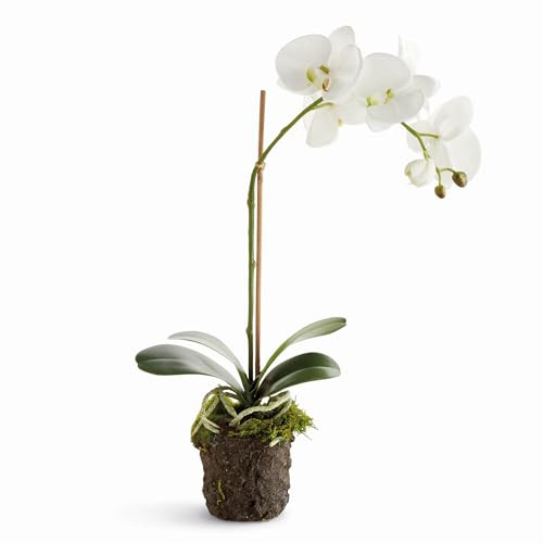 NAPA HOME AND GARDEN PHALAENOPSIS DROP-IN 21" NPN5CC341WH - GREEN New