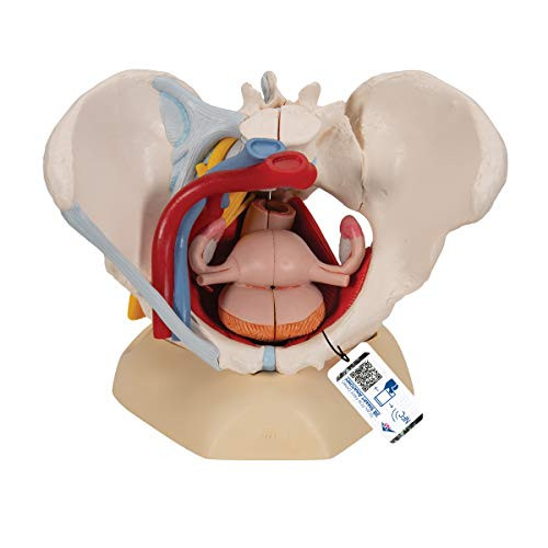 3B Scientific 12-4575 Anatomical Model Female Pelvis 6-Part with Ligaments New