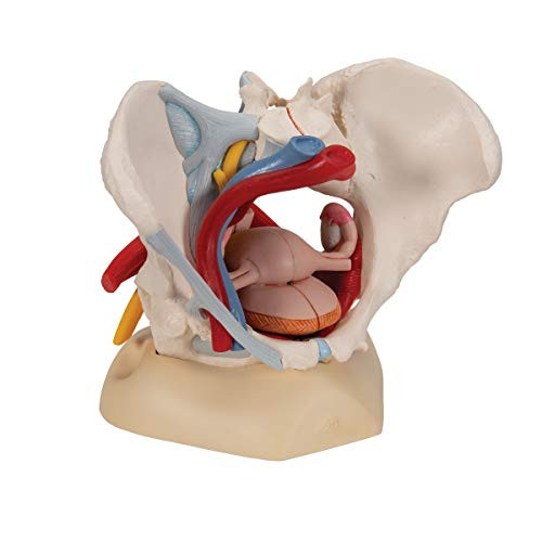 3B Scientific 12-4575 Anatomical Model Female Pelvis 6-Part with Ligaments New