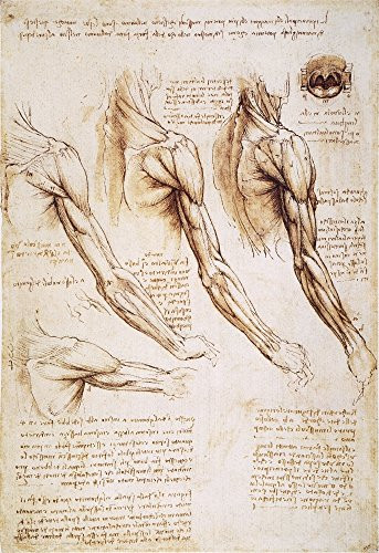 Leonardo Anatomy 1510 Npen And Ink Studies Of The Human Arm Shoulder And Neck New