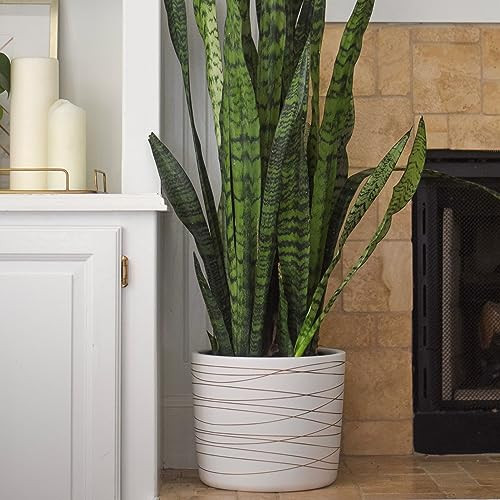 Willowy 12 Inch Ceramic Pot - Matte White with Metallic Gold Stripes