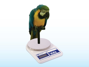 Avian Scale with Perch