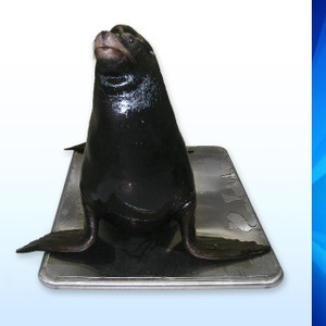 SRV713W Large Marine Animal Floor Scale