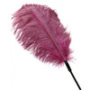 Ostrich Feather pink