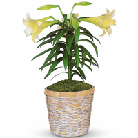 Easter Lily Plant | Salvy the Florist Easter Lily Plant | Salvy the Florist