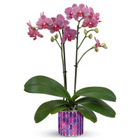 Jewel Shine Lavender Orchid For Mother's Day | Salvy the Florist