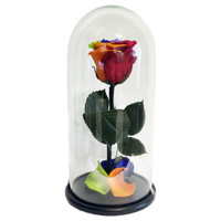 Dome Aquarius: Preserved Rainbow Rose & Glass Dome | Salvy the Florist