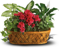 Plants Galore Basket | Salvy the Florist Plants Galore Basket | Salvy the Florist