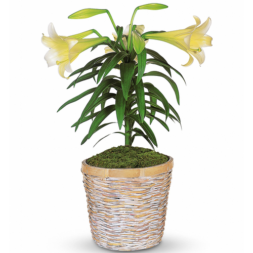 Easter Lily Plant | Salvy the Florist