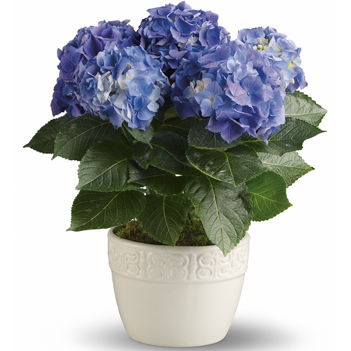 Happy Blue Hydrangea | Salvy The Florist