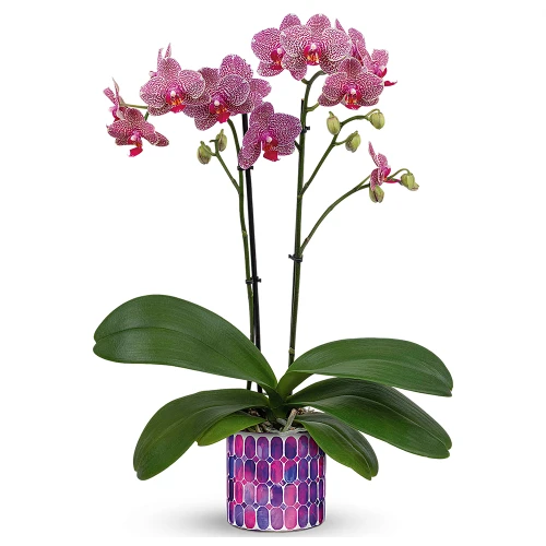 Jewel Shine Lavender Orchid For Mother's Day | Salvy the Florist