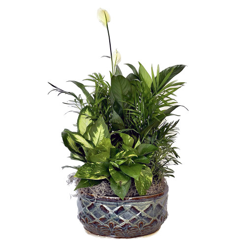 Medium Dish Garden Plant For Sympathy | Salvy the Florist