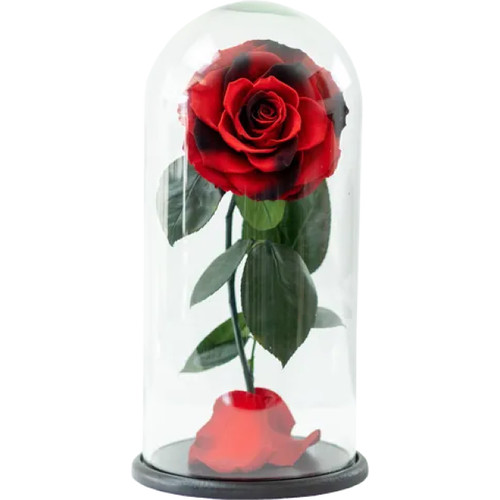 Dome Aurora: Preserved Red Rose & Glass Dome | Salvy the Florist