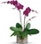 Glorious Gratitude Lavender Orchid for Mother's Day | Salvy the Florist