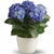 Happy Blue Hydrangea | Salvy The Florist