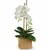 Teleflora's Opulent White Orchids for Mother's Day | Salvy the Florist