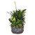 Medium Dish Garden Plant For Sympathy | Salvy the Florist
