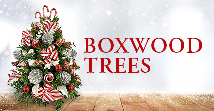 Christmas Boxwood Trees by Salvy the Florist