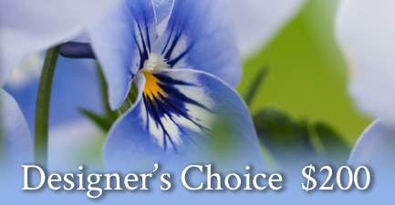 Mother's Day Designer's Choice by Salvy the Florist