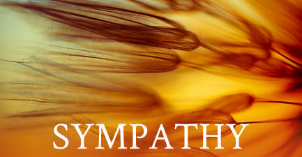 Sympathy Arrangements by Salvy the Florist