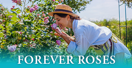 Luxury Forever Roses by Salvy the Florist