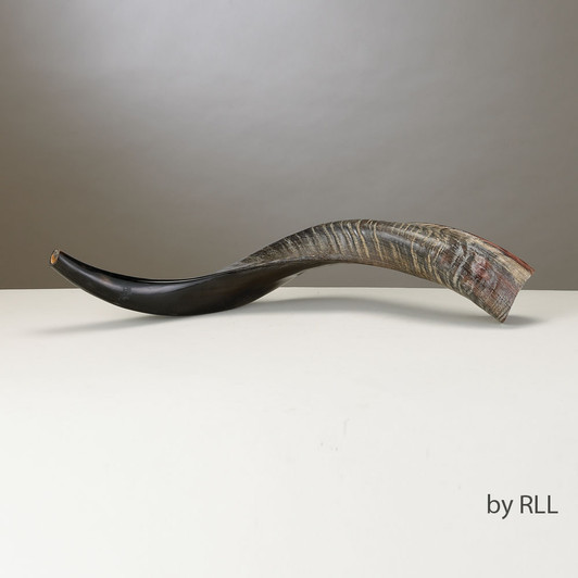 Yemenite Shofar - 60 cm (24 in)