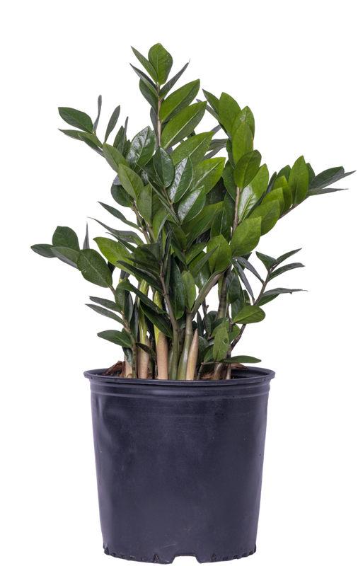 ZAMIOCULCAS Potted plant, Aroid palm - IKEA