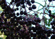 Elderberries are in season!