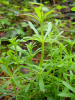 Cleavers, The Herb that Sticks to you