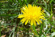 A Spring Blessing…Dandelions 