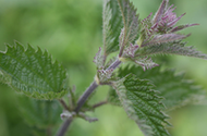 Stinging Nettles: A weed worth foraging!