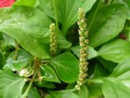 Plantain – An awesome medicinal weed.