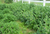 Comfrey Leaf Powder