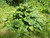 Burdock Root  Powder