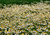 Maus' Chamomile Plants
