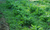 Elecampane Root Powder