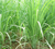 Lemongrass Powder